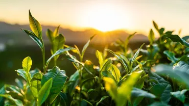 field.png-jpg-webp.webp