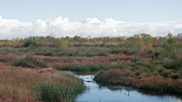Peat-bog-Autumn-1-jpg.webp