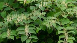 3129px-Reynoutria_japonica_in_Brastad_1-1200x828.jpg