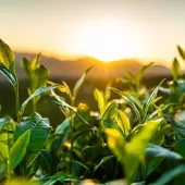 field.png-jpg-webp.webp