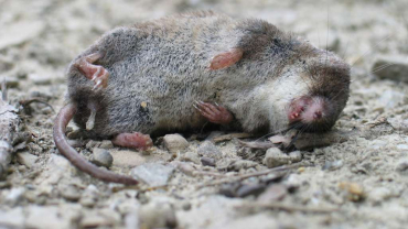 (Photograph: Pawel Tomkiewicz).