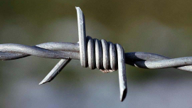 <p>(Photograph: Fir0002).</p>