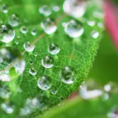 leaves-with-droplets13378-jpg.webp