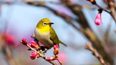 yellow bird on Sakura tree