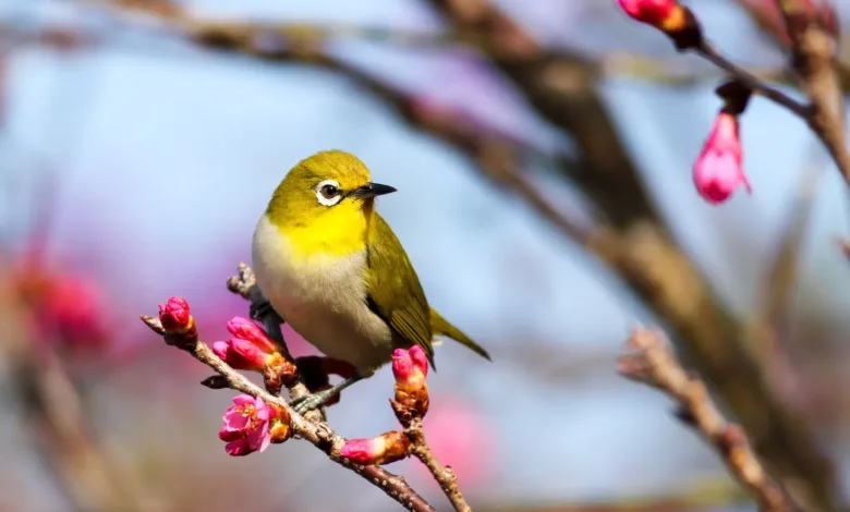 yellow bird on Sakura tree